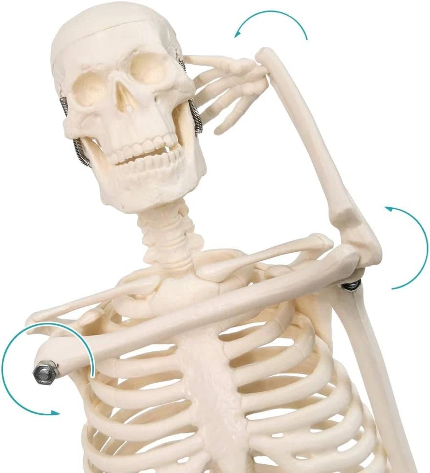 HORIZON 17.7“ High Scientific Human Skeleton Model for Anatomy,Anatomy...