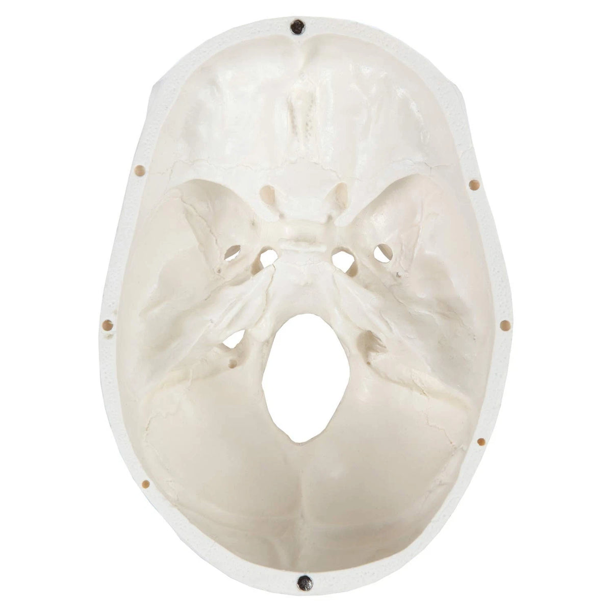 Axis Scientific Human Skull Model Life size (8 x 7 x 5 inches), Bone White