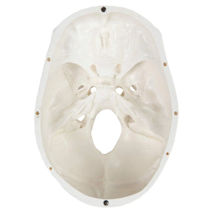 Axis Scientific Human Skull Model Life size (8 x 7 x 5 inches), Bone White