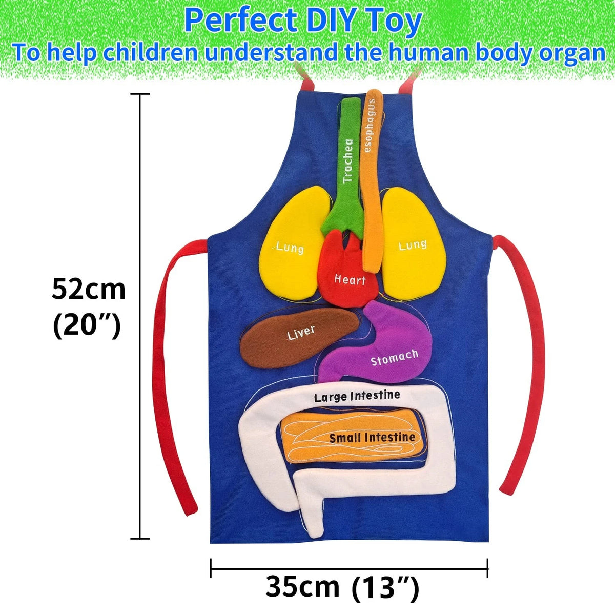 BOCZIF 3D Organ Apron, Human Body Organs Apron Awareness Educational Tool...