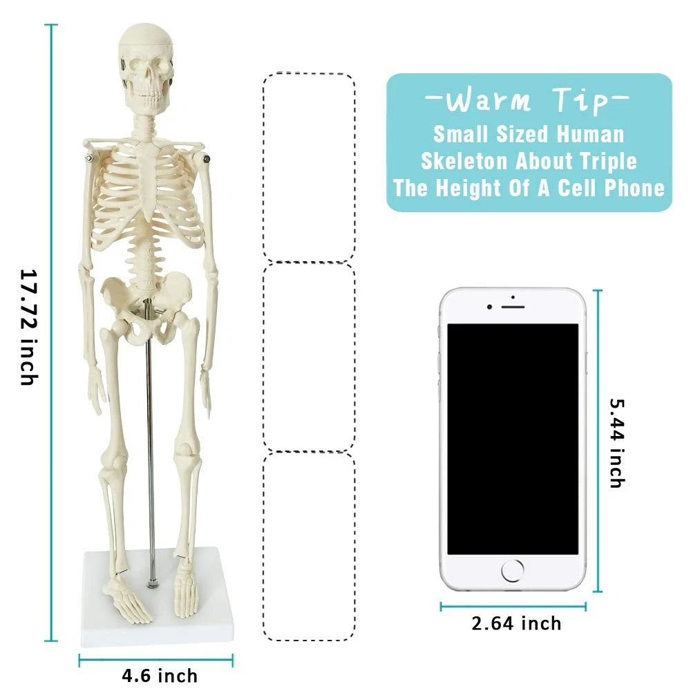 EVOTECH SCIENTIFIC Mini Human 17.7''-1/4 life size, Skeleton Model