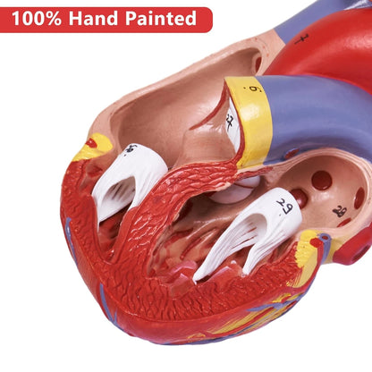 breesky Scientific Human Heart Model 2-Part Life Size Replica...