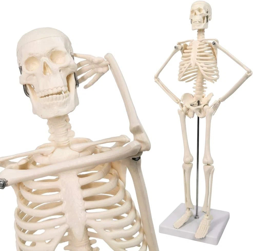 HORIZON 17.7“ High Scientific Human Skeleton Model for Anatomy,Anatomy...