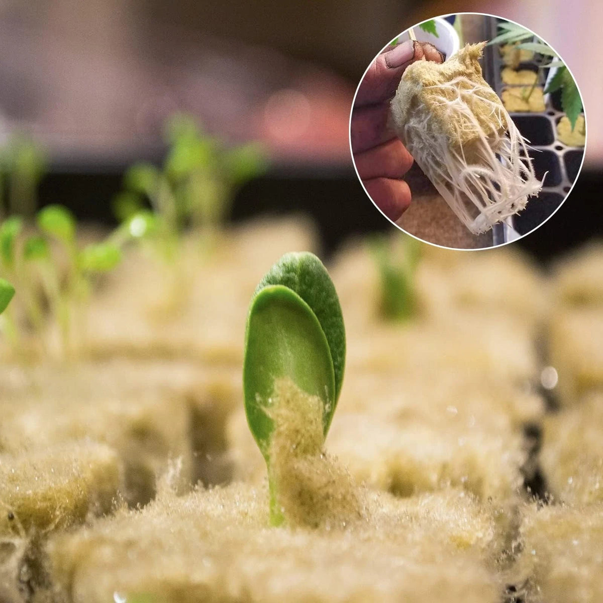 Halatool 1 Inch Rockwool Cubes for Hydroponic Growing, 1" Cubes, 2 Sheets