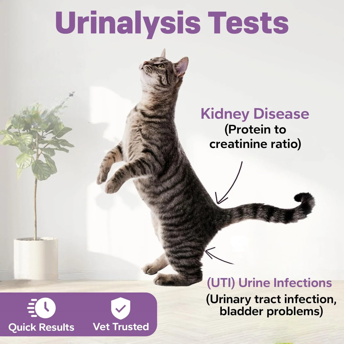 One Step Pet Urine Testing Strips, 5 x Urinalysis 10 5 Count (Pack of 1)
