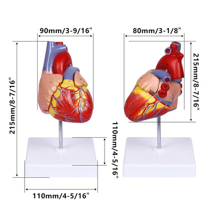 breesky Scientific Human Heart Model 2-Part Life Size Replica...