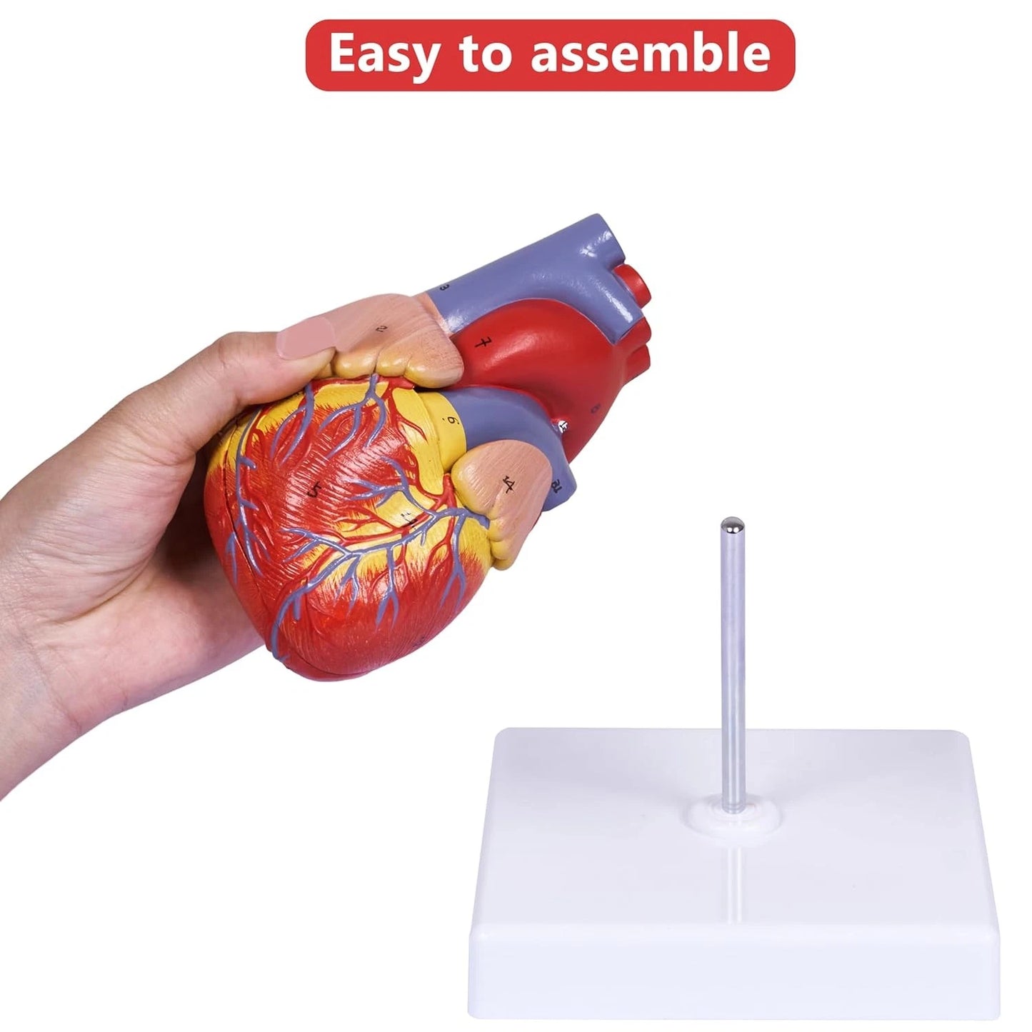 breesky Scientific Human Heart Model 2-Part Life Size Replica...
