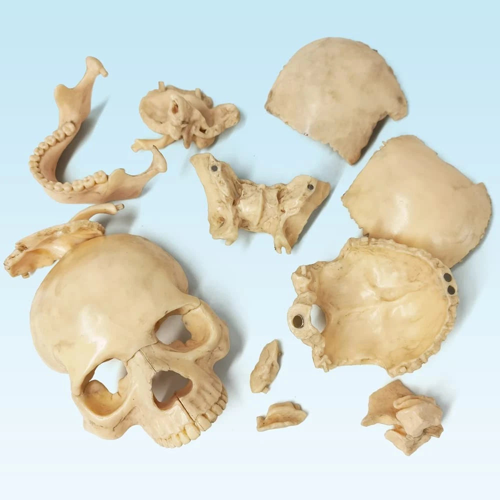 EVOTECH SCIENTIFIC Mini Human Skull Model, Didactic 15 Parts Bone Color