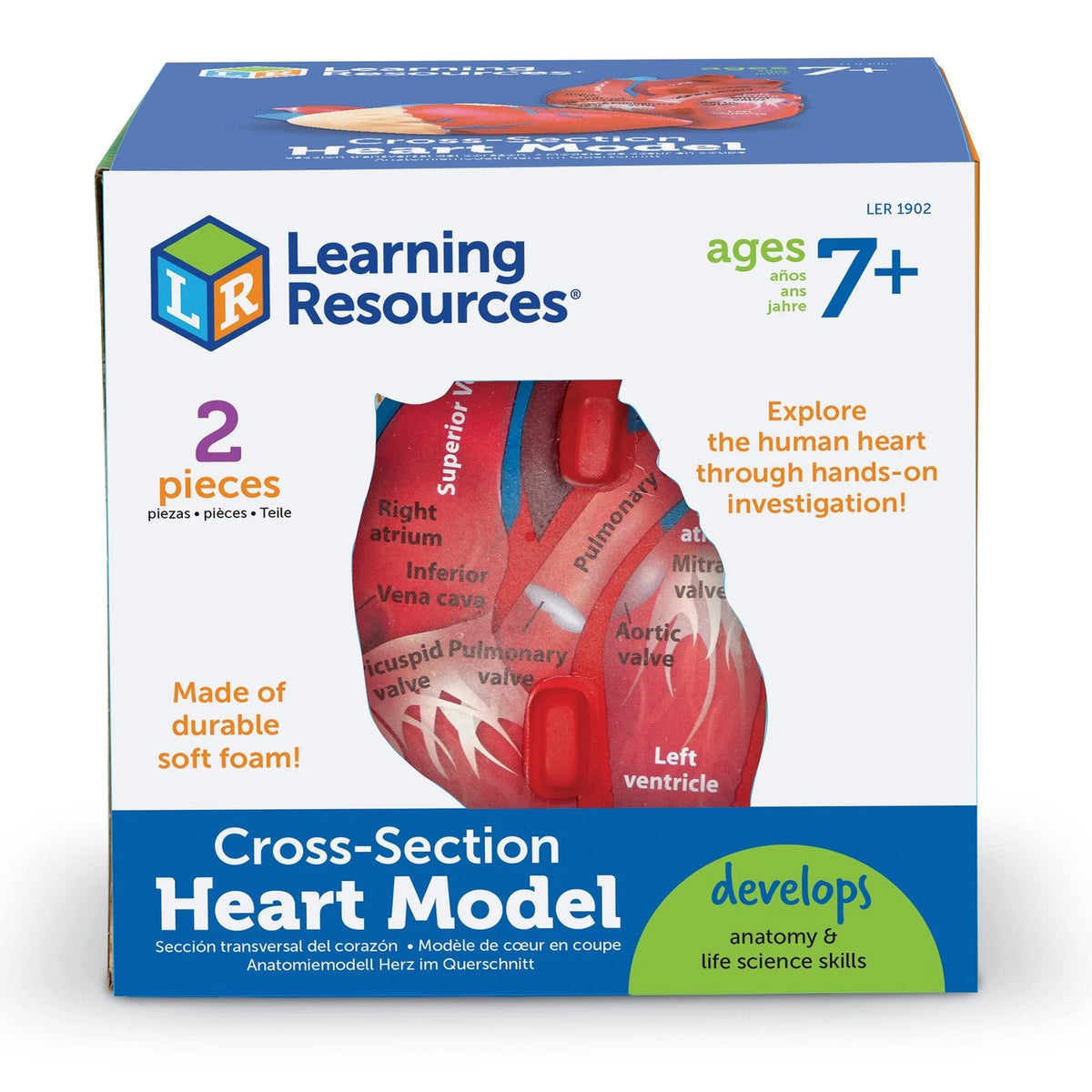 Learning Resources Cross-Section Human Heart 5 x 5 x 5 inches, Multi-color