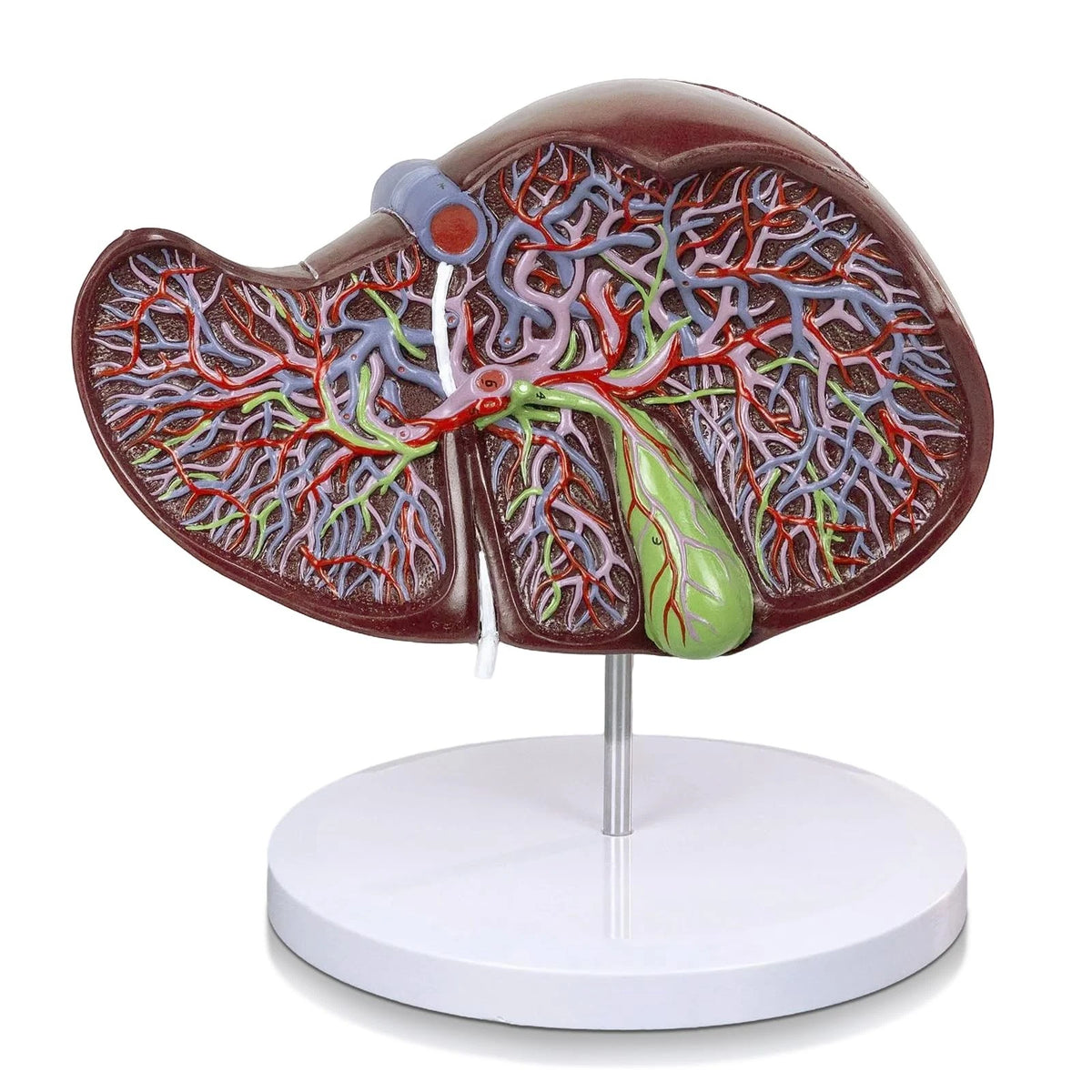 EVOTECH SCIENTIFIC Deluxe Human Liver Anatomical Model, 2 Parts 1.5X...