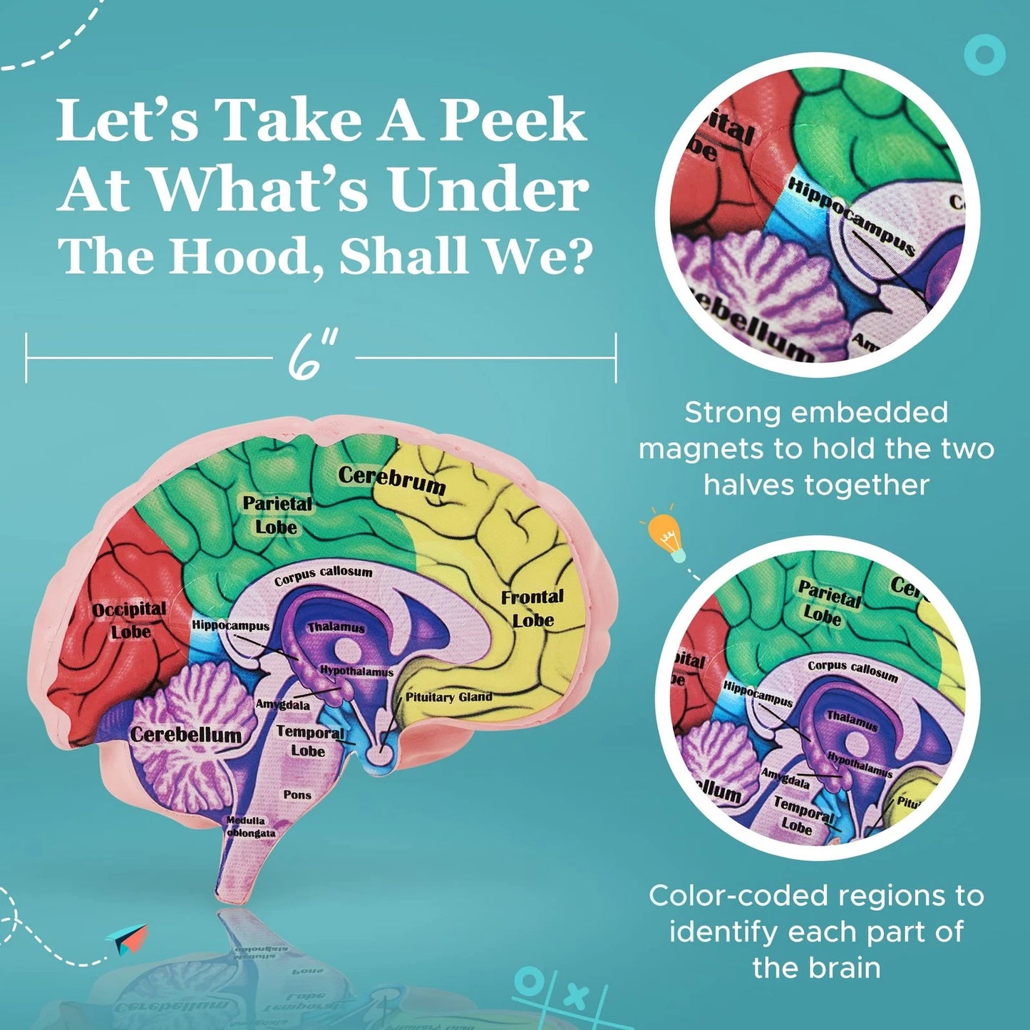 Cross Section Foam Brain Model | Free Stand, Answer Sheet & Digital...