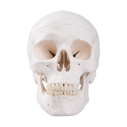 3B Scientific A20 Human Anatomy - Classic Skull Model with classique