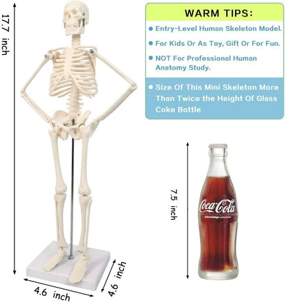 HORIZON 17.7“ High Scientific Human Skeleton Model for Anatomy,Anatomy...