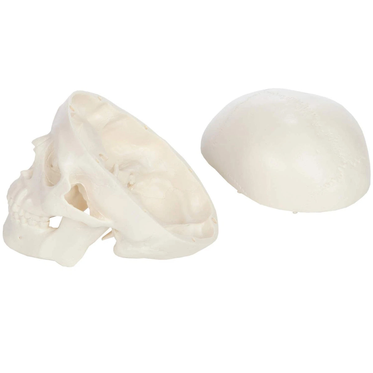 Miniature Human Skull Model, 3.5" Tall 3-Part 2 x 4 x 3 inches, Bone White