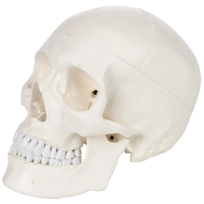 Axis Scientific Human Skull Model Life size (8 x 7 x 5 inches), Bone White