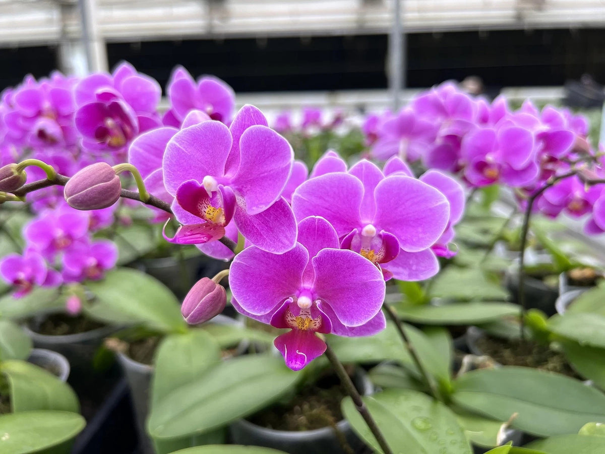 Hoiyen Nutricote 18-6-8 180 Day Fertilizer, 2 Pounds, Orchids, Plants