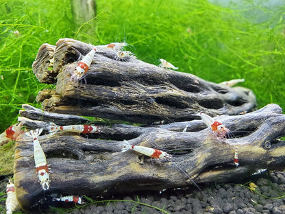 Natural Cholla Wood for Aquarium Decoration Shrimp and 4 Inch (3 Pack), Stone