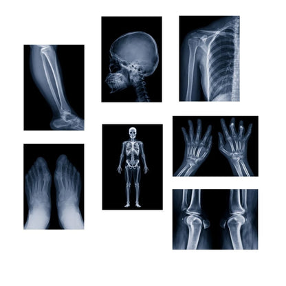 X-ray Science Education Package for Human Anatomy 8.3 inches by 11.7