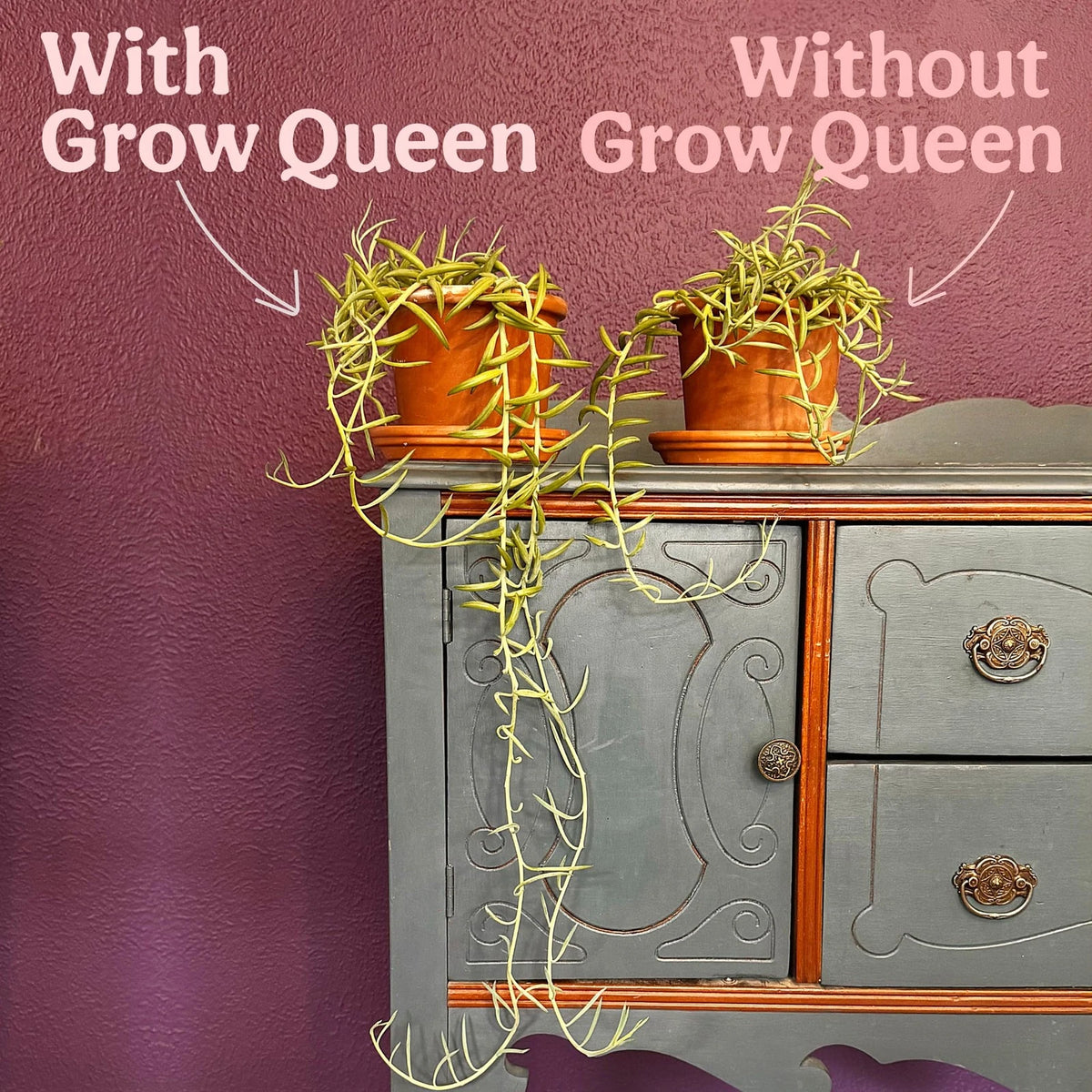Grow Queen All-In-One Organic Succulent Fertilizer, 25 Pack Single Servings