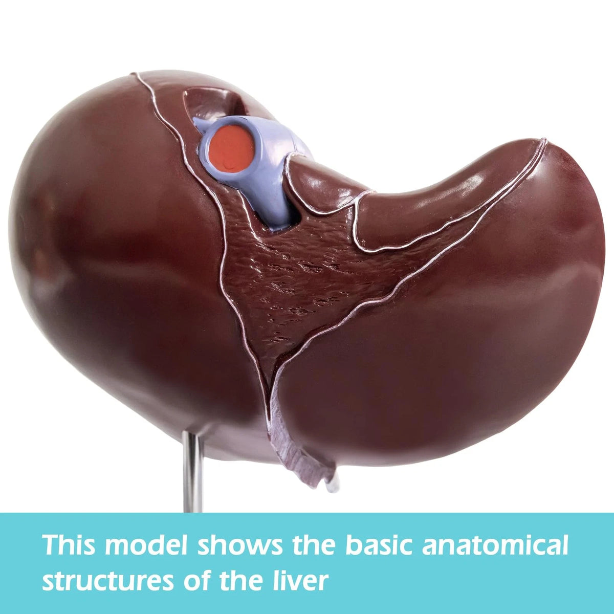 EVOTECH SCIENTIFIC Deluxe Human Liver Anatomical Model, 2 Parts 1.5X...