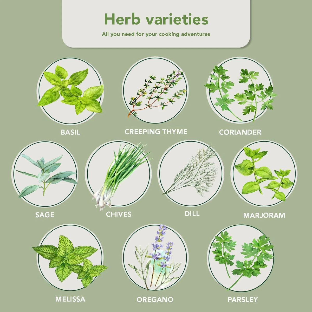 Garden Pack 10 Herb Indoor Window - Includes Pots, Trays, Green