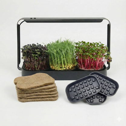 Asphalt Rose Microgreens Growing Kit Indoor, Micro Greens Indoor Herb Black