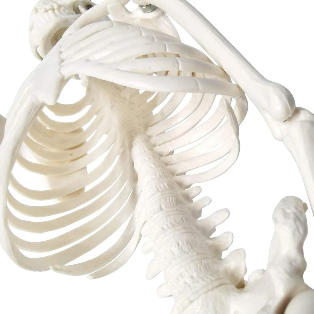 EVOTECH SCIENTIFIC Mini Human 17.7''-1/4 life size, Skeleton Model