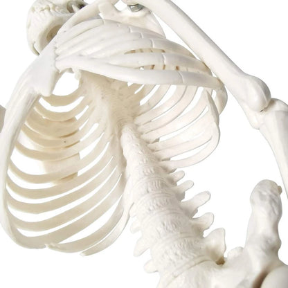 EVOTECH SCIENTIFIC Mini Human 17.7''-1/4 life size, Skeleton Model