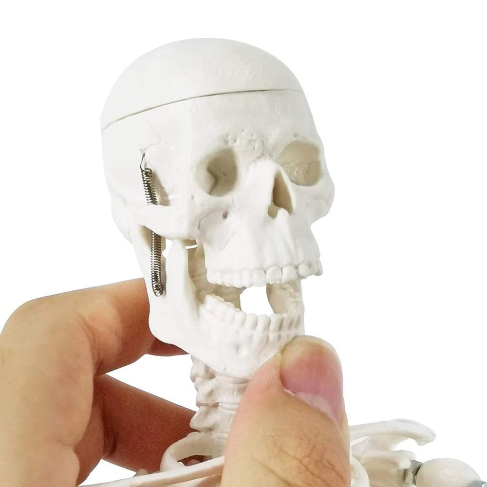 EVOTECH SCIENTIFIC Mini Human 17.7''-1/4 life size, Skeleton Model