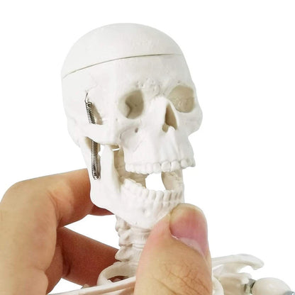 EVOTECH SCIENTIFIC Mini Human 17.7''-1/4 life size, Skeleton Model