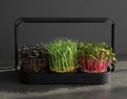 Asphalt Rose Microgreens Growing Kit Indoor, Micro Greens Indoor Herb Black