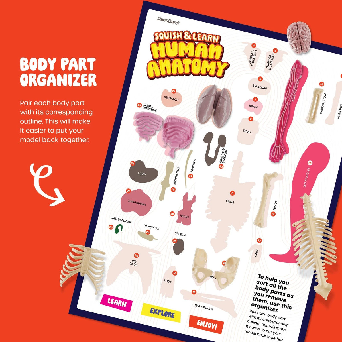 Dan&Darci Human Anatomy 6.5 inches wide, 12.8 long, 2 high