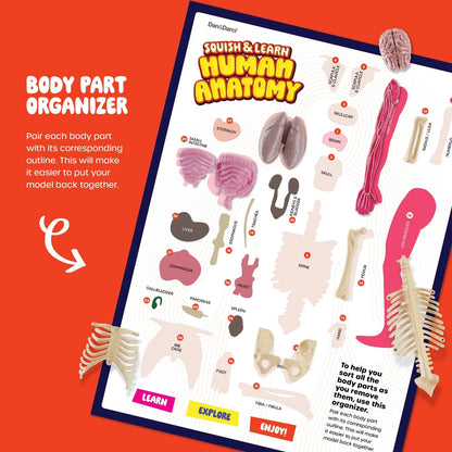Dan&Darci Human Anatomy 6.5 inches wide, 12.8 long, 2 high