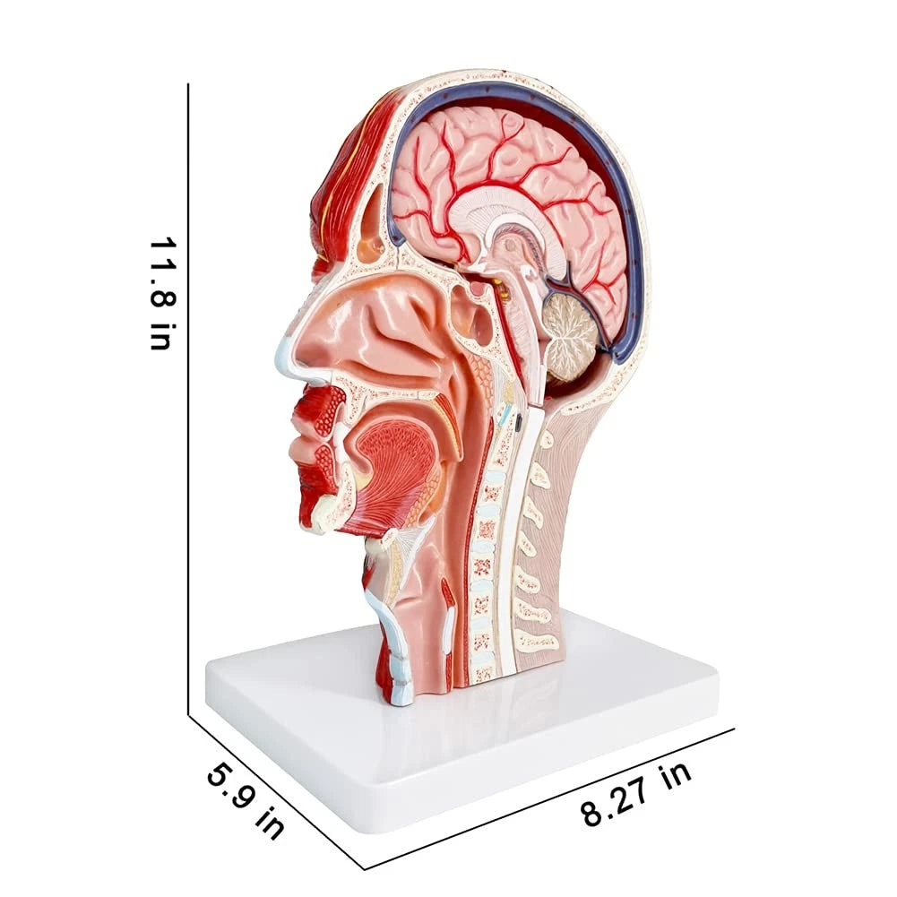 EVOTECH SCIENTIFIC Human Half Head Superficial Neurovascular Musculature...