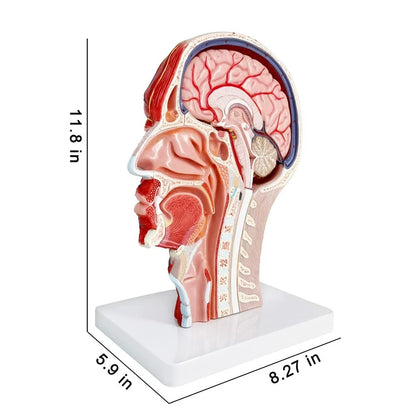 EVOTECH SCIENTIFIC Human Half Head Superficial Neurovascular Musculature...