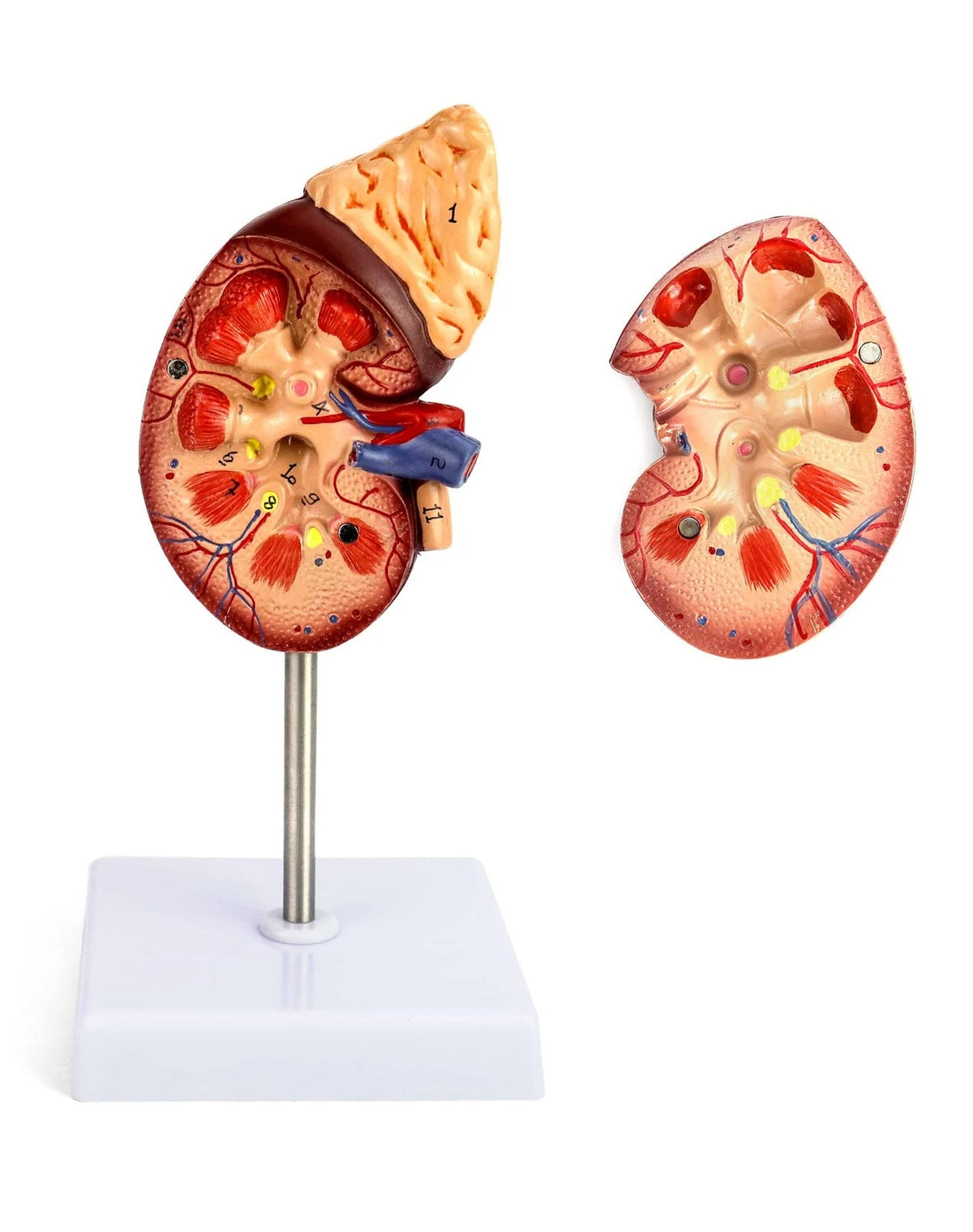 QWORK Life-Size Kidney Model, Divided into 2 Parts Showing Internal...