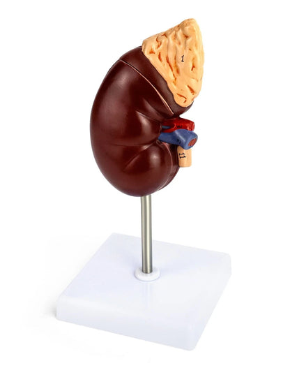 QWORK Life-Size Kidney Model, Divided into 2 Parts Showing Internal...