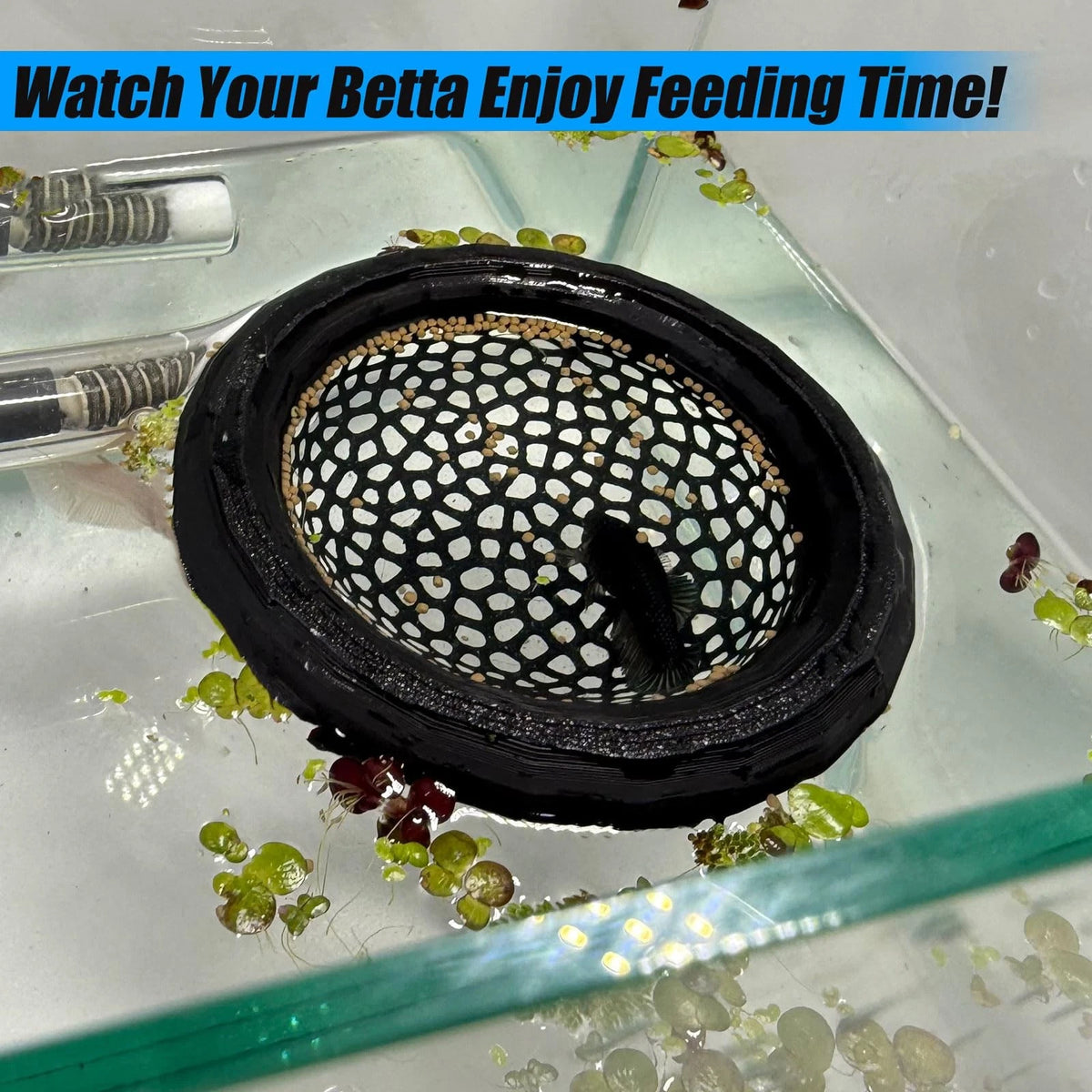 Aquarium Floating Betta Fish Skins, or Shrimp Feeder, Cave and Black