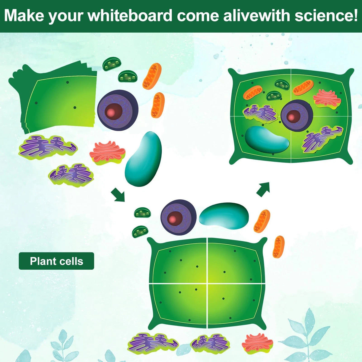 Leitee 18 Pcs Magnetic Plant Cell Model Kits Giant Teaching 17.8 x 13.7 in