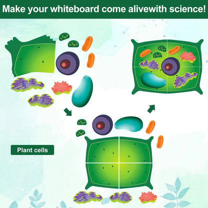 Leitee 18 Pcs Magnetic Plant Cell Model Kits Giant Teaching 17.8 x 13.7 in
