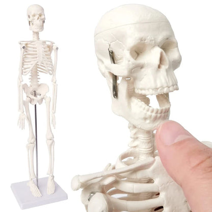 EVOTECH SCIENTIFIC Mini Human 17.7''-1/4 life size, Skeleton Model
