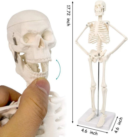 HORIZON 17.7“ High Scientific Human Skeleton Model for Anatomy,Anatomy...
