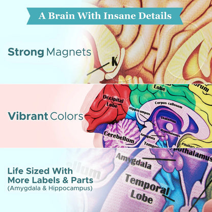 Cross Section Foam Brain Model | Free Stand, Answer Sheet & Digital...