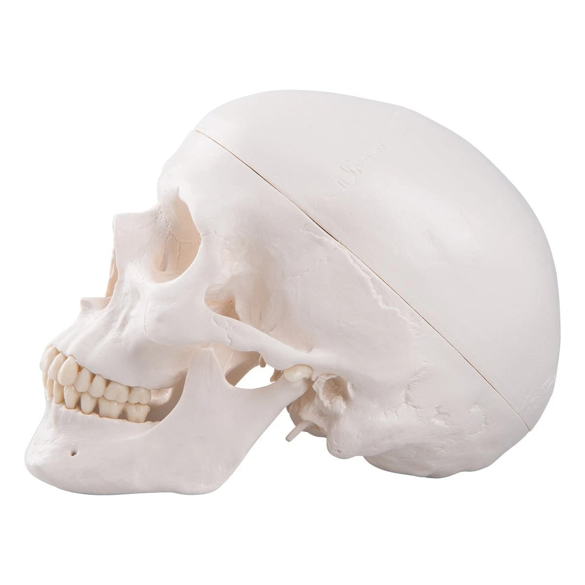 3B Scientific A20 Human Anatomy - Classic Skull Model with classique