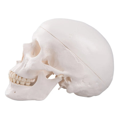 3B Scientific A20 Human Anatomy - Classic Skull Model with classique