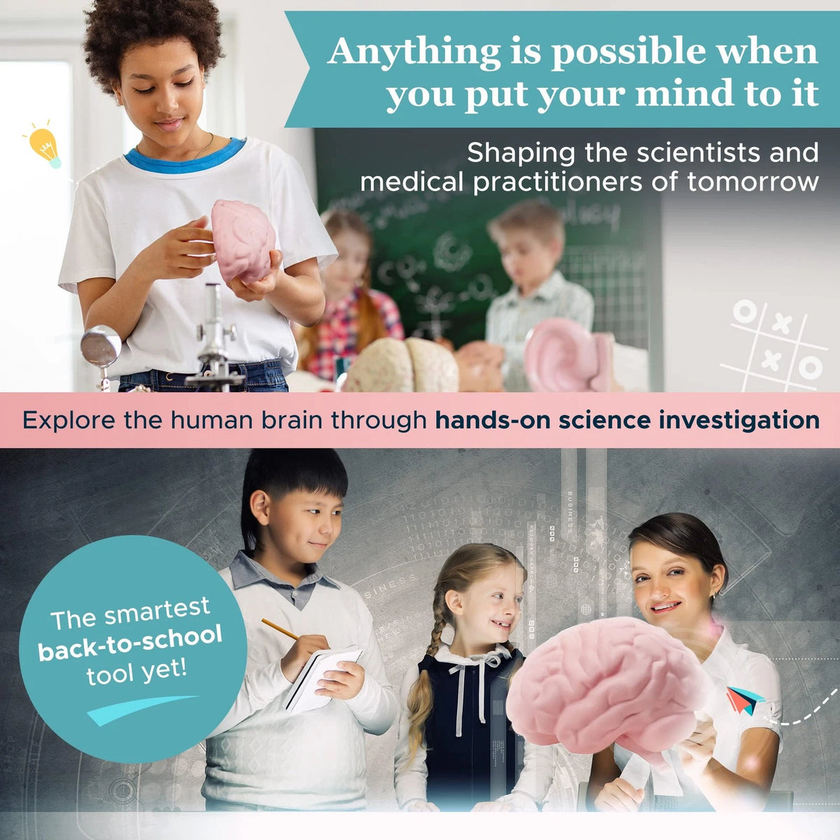 Cross Section Foam Brain Model | Free Stand, Answer Sheet & Digital...