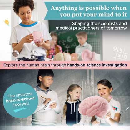 Cross Section Foam Brain Model | Free Stand, Answer Sheet & Digital...