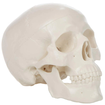 Miniature Human Skull Model, 3.5" Tall 3-Part 2 x 4 x 3 inches, Bone White