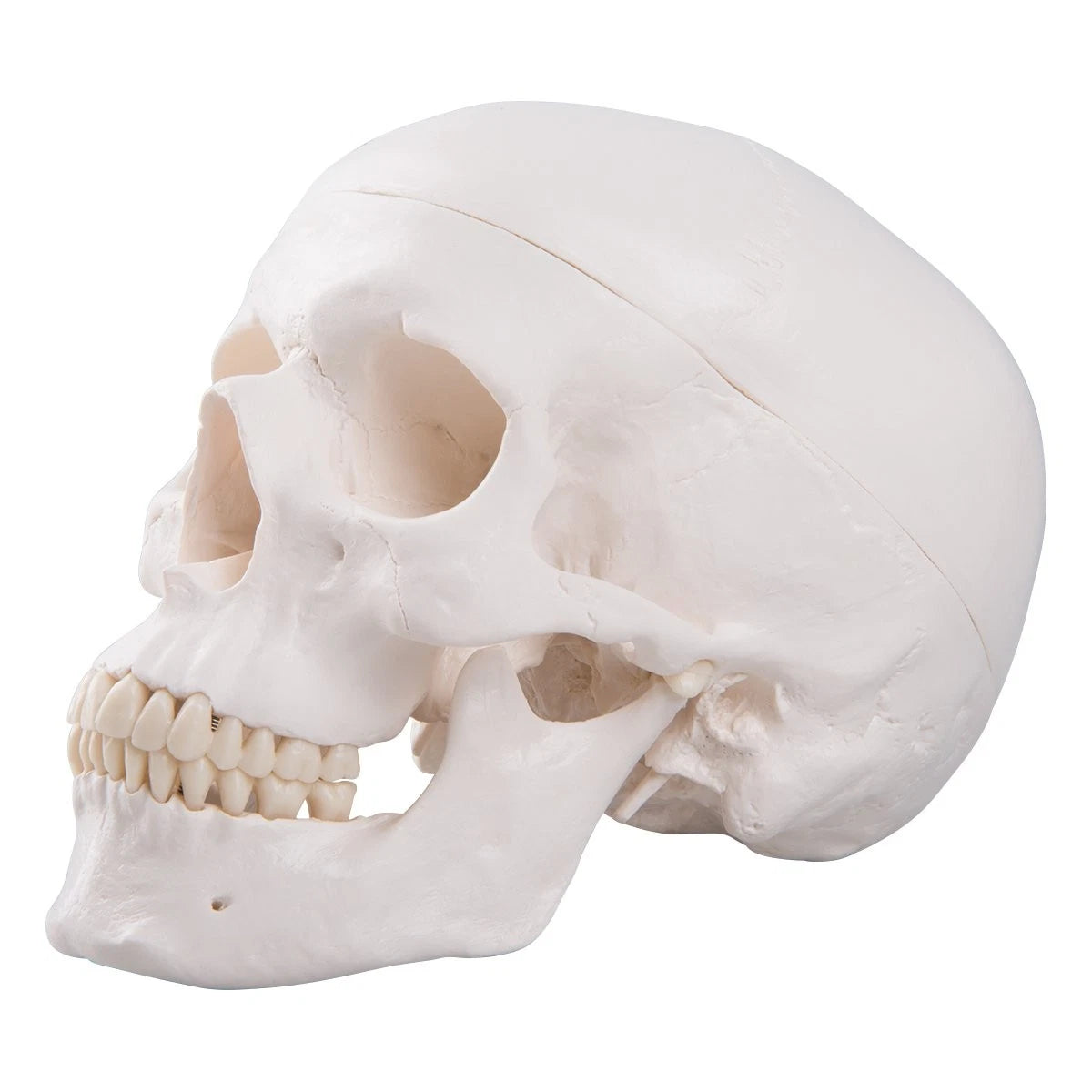 3B Scientific A20 Human Anatomy - Classic Skull Model with classique