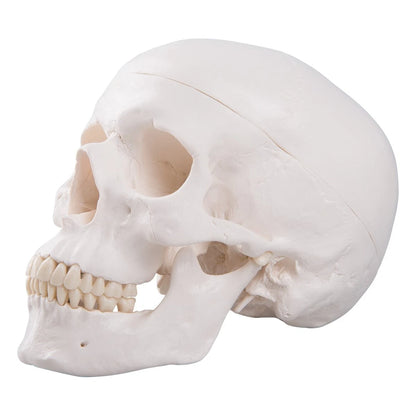 3B Scientific A20 Human Anatomy - Classic Skull Model with classique